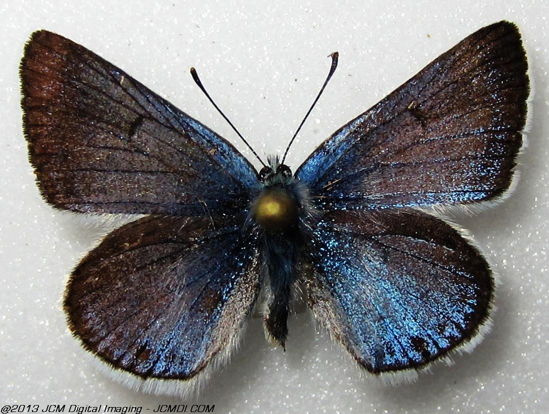 Plebejus saepiolus (The Greenish Blue, Kern Co, Lake Isabella area)